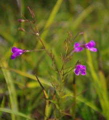 Agalinis purpurea