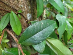 Hydrangea viburnoides