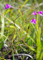 Agalinis purpurea