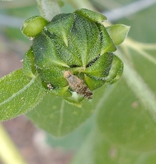 Neotephritis finalis