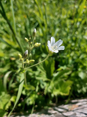 Cerastium