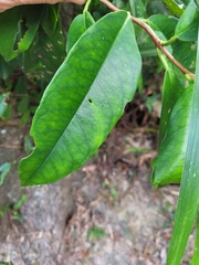 Hydrangea viburnoides