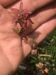 Ludwigia maritima