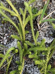 Lycopodium lagopus