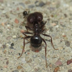 Pheidole rhea