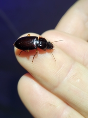 Pseudoophonus