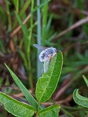 Systoechus candidulus