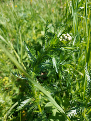 Achillea impatiens