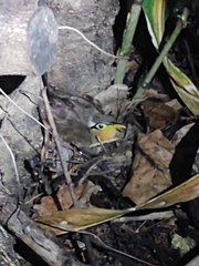 Morococcyx erythropygus