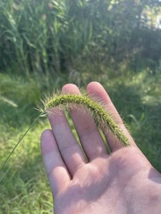 Setaria faberi