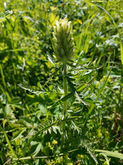 Pedicularis compacta