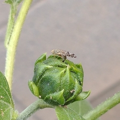 Neotephritis finalis