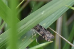 Nomophila nearctica