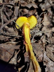 Boletaceae