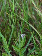 Systoechus candidulus