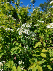 Spiraea