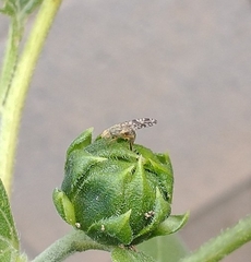 Neotephritis finalis