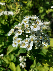 Spiraea