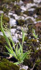Panicum philadelphicum