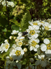 Spiraea