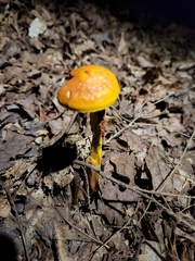 Boletaceae