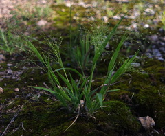Panicum philadelphicum