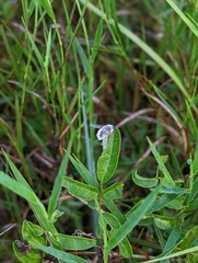 Systoechus candidulus
