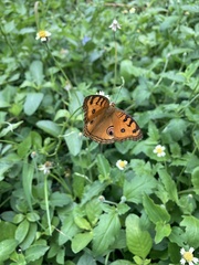 Junonia almana