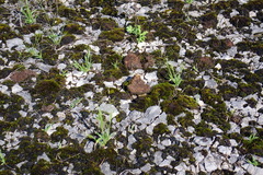 Panicum philadelphicum