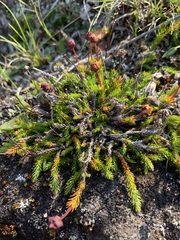 Harrimanella hypnoides