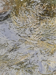Ascophyllum nodosum
