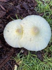 Leucocoprinus birnbaumii