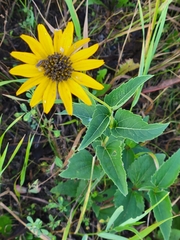 Heliopsis helianthoides