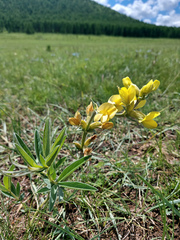 Thermopsis mongolica