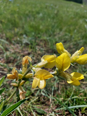 Thermopsis mongolica