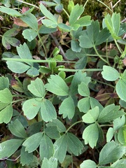 Sibbaldia procumbens