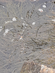Ascophyllum nodosum