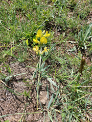 Thermopsis mongolica