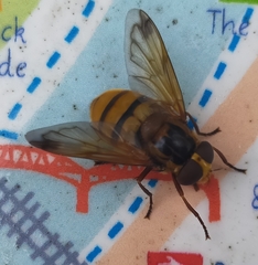 Volucella inanis