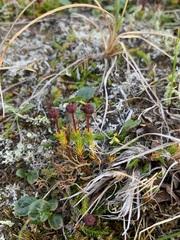 Harrimanella hypnoides