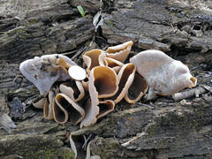 Peziza varia