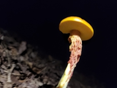Boletaceae
