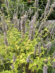Agastache foeniculum