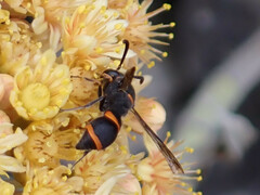 Ancistrocerus haematodes