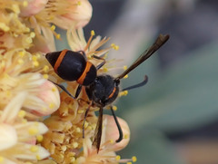 Ancistrocerus haematodes