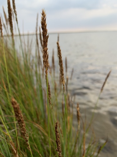 Image of Calamagrostis holmii by (c) Valerii Glazunov, some rights reserved (CC BY)