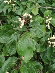 Cornus drummondii