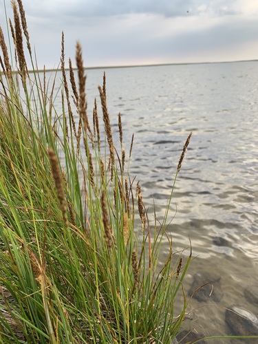 Image of Calamagrostis holmii by (c) Valerii Glazunov, some rights reserved (CC BY)
