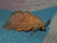 Phyllodesma tremulifolia