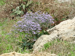 Limonium narbonense